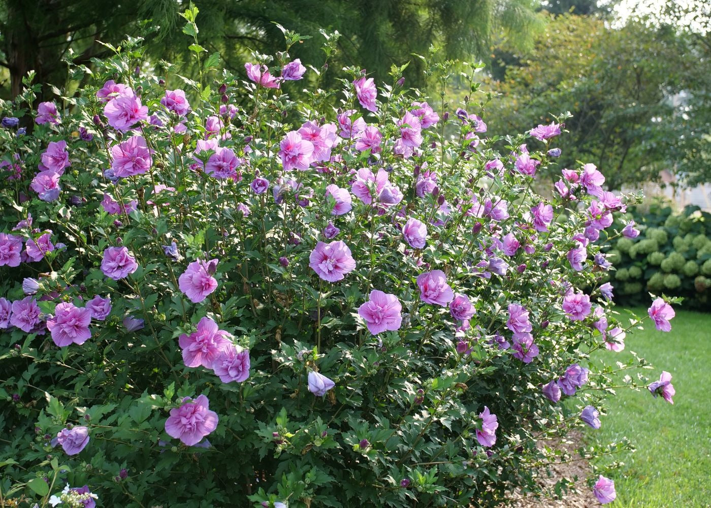 Rose of Sharon shrub filled with beautiful pink/purple flowers with hydrangeas planted in the background