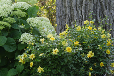 yellow flowering rose bush planted in front of hydrangea