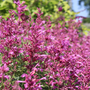 Up close image of pink rosie posie hummingbird mint flowers