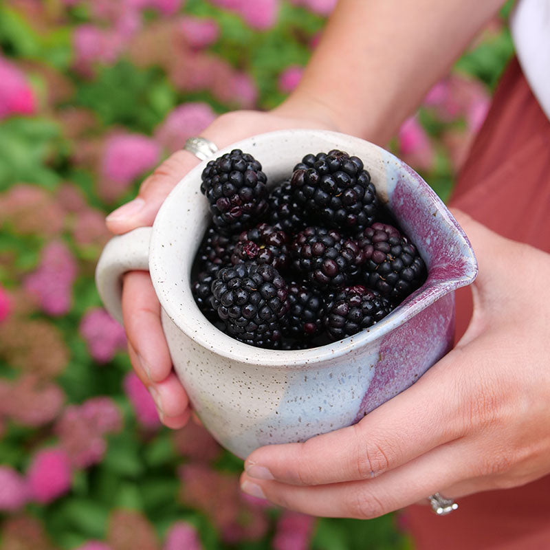 Taste of Heaven™ Blackberry For Sale | Proven Winners – Great