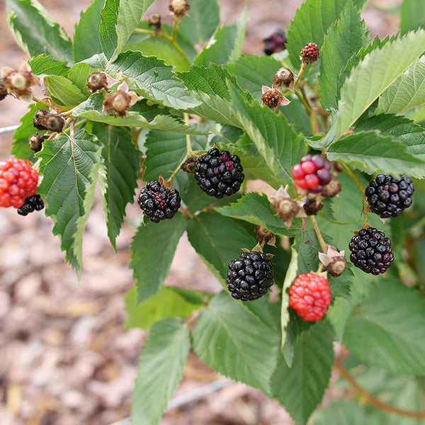 Rubus_Taste_of_Heaven_P1237954