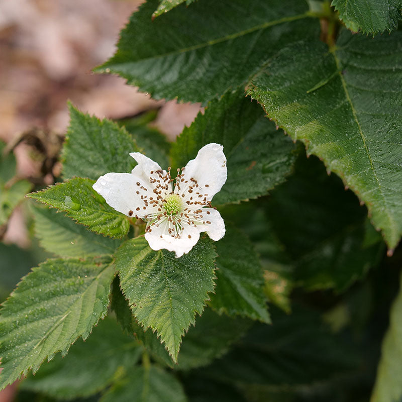 Mûrier à fleurs blanches « Goût du paradis »