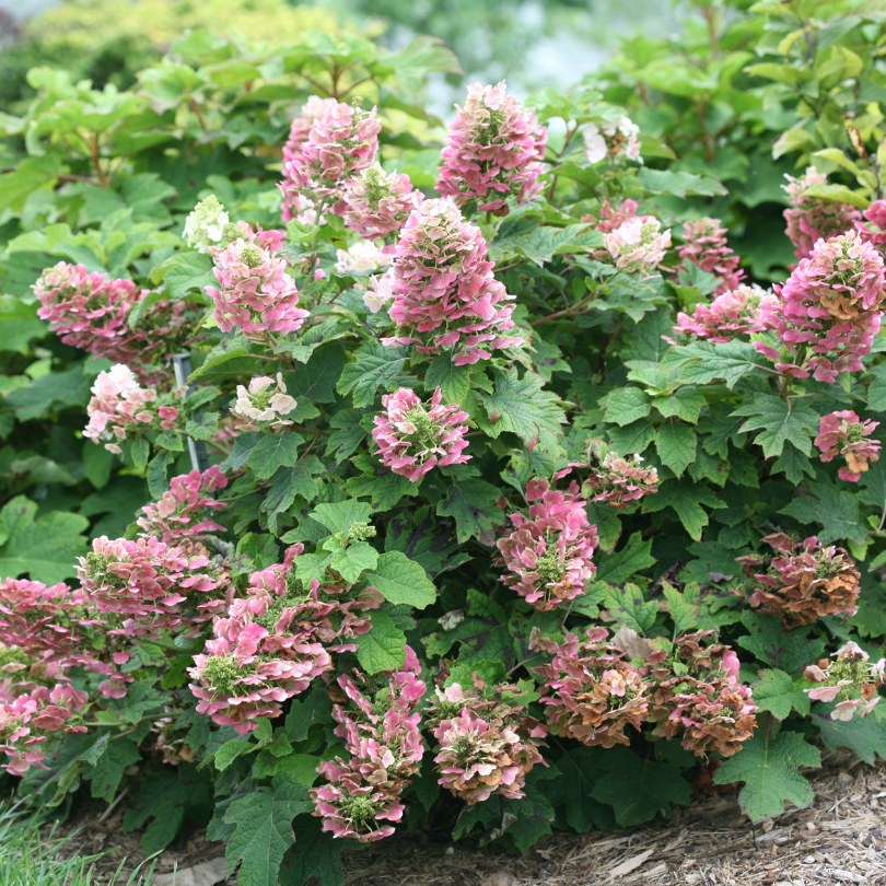 Pink flowering oakleaf hydrangeas shrub with green leaves in a garden setting