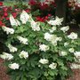 White flowering oakleaf hydrangea shrub with green leaves in a garden setting with red flowers in the background