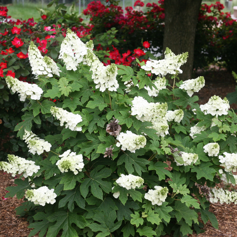 White flowering oakleaf hydrangea shrub with green leaves in a garden setting with red flowers in the background