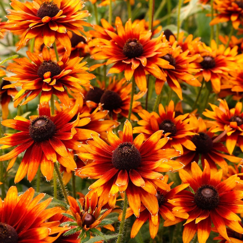 Rudbeckia Summer Sienna Sweet Coneflower, gros plan sur les fleurs orange