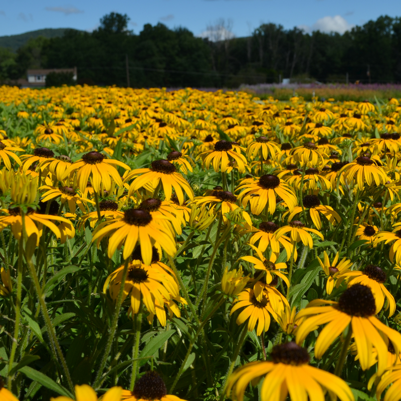 'American Gold Rush' Black-Eyed Susan (Rudbeckia)