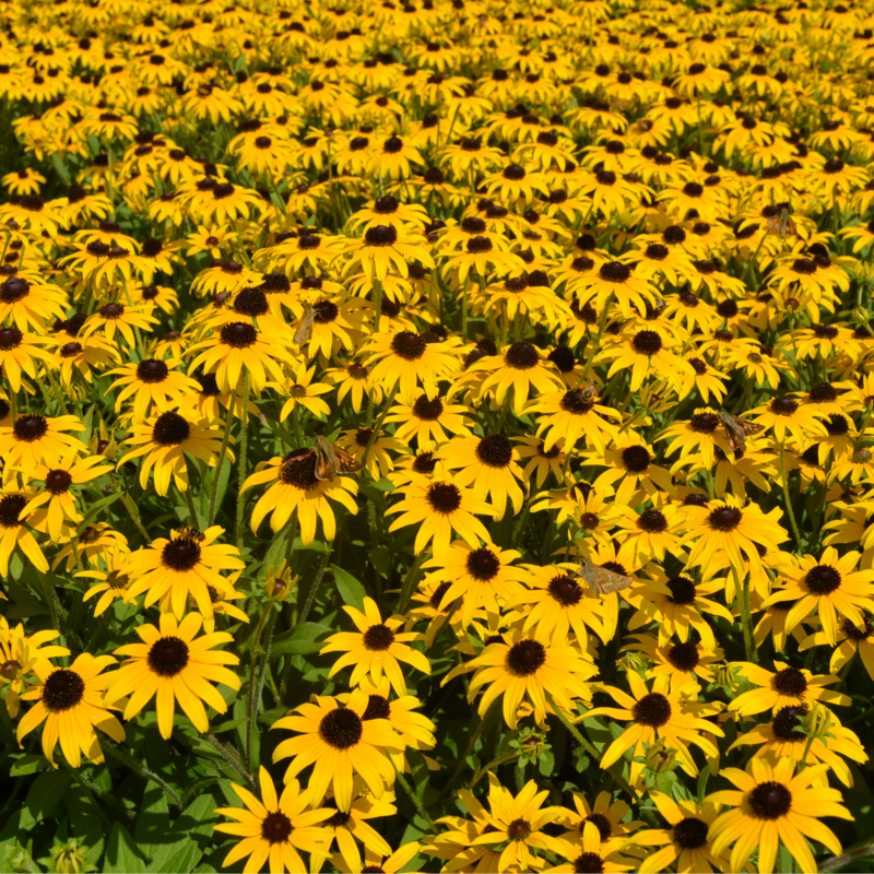 'American Gold Rush' Black-Eyed Susan (Rudbeckia)