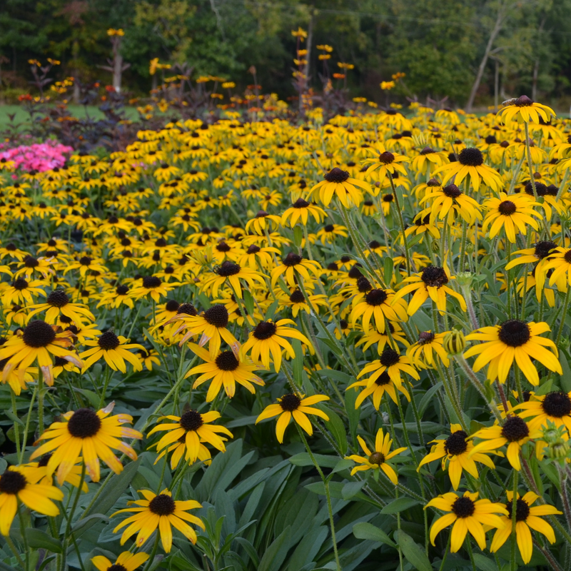 'American Gold Rush' Black-Eyed Susan (Rudbeckia)