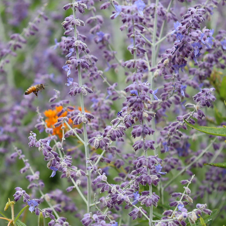 Up close mage of bee flying near Russian sage plant