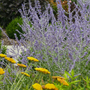 Purple Russian sage flowers surrounded by yellow yarrow flowers