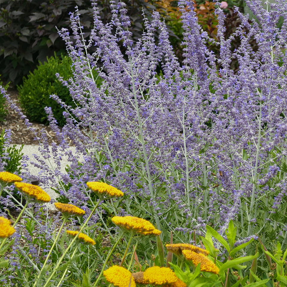 Purple Russian sage flowers surrounded by yellow yarrow flowers
