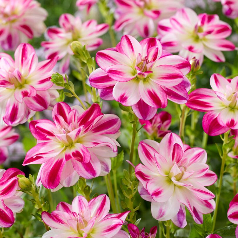 Gros plan sur des fleurs de dahlia 'Saint Martin' roses et blanches à feuilles vertes.