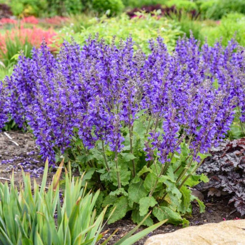 Vibrant purple 'Dark Sky' salvia flowers in a sunny garden bed