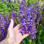 Hand holding a cluster of purple salvia flowers with a blurred natural background