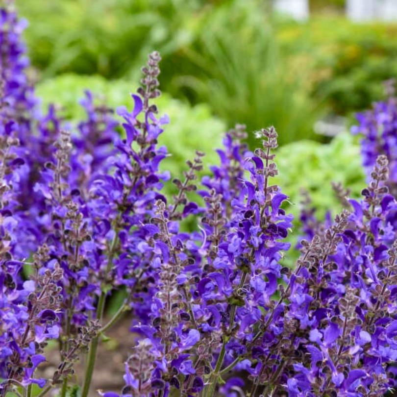 Close-up of purple salvia flowers with green foliage in the background