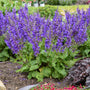 Mound of purple salvia flowers with green leaves in a garden setting