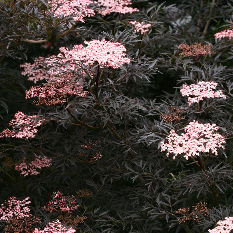 Black Lace Elderberry dark foliage with pink flower clusters.