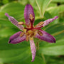 'Samurai' Toad Lily attract pollinaters in summer. 