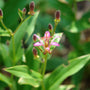 'Samurai' Toad Lily in pollinator garden in late summer. 