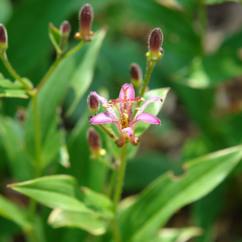 'Samurai' Toad Lily in pollinator garden in late summer. 
