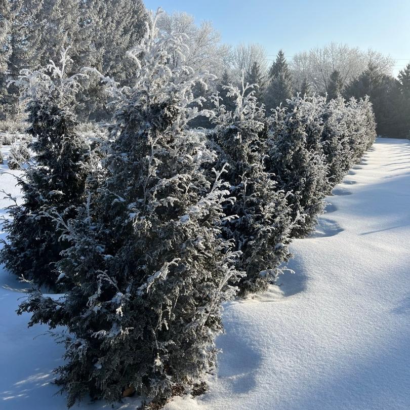 Sasquatch™ Dark Green Arborvitae (Thuja) | Proven Winners – Great