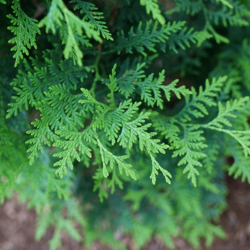 Sasquatch™ Dark Green Arborvitae (Thuja) | Proven Winners – Great