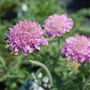 Gros plan sur des fleurs roses duveteuses de la fleur coussin