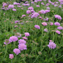 Gros plan sur des fleurs roses duveteuses de la fleur coussin