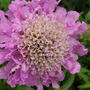 Gros plan sur des fleurs roses duveteuses de la fleur coussin