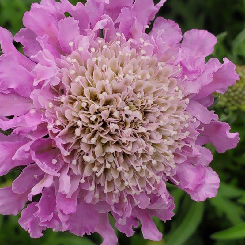 Gros plan sur des fleurs roses duveteuses de la fleur coussin
