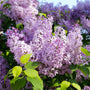 Close-up of purple lilac flowers with green leaves in a spring garden