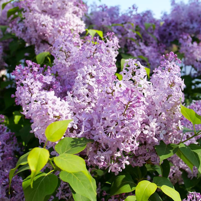 Close-up of purple lilac flowers with green leaves in a spring garden