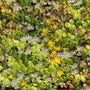 SedumSod® mat filled with succulent green, yellow, and red foliage