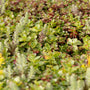 Close up image of SedumSod® mat filled with succulent green, yellow, and red foliage