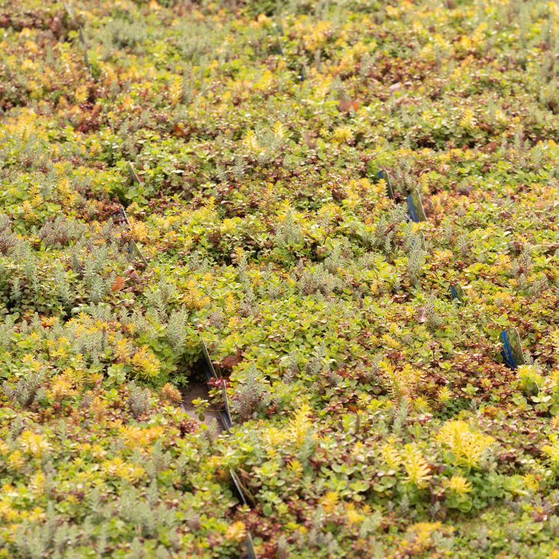 Sea of SedumSod® landscape plugs filled with succulent green, yellow, and red foliage