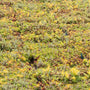 Sea of SedumSod® landscape plugs filled with succulent green, yellow, and red foliage