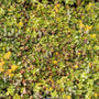 SedumSod® mat filled with succulent green, yellow, and red foliage