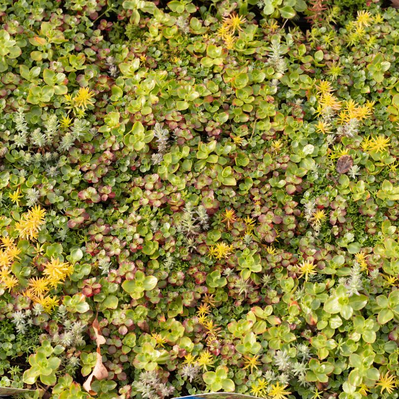 SedumSod® mat filled with succulent green, yellow, and red foliage