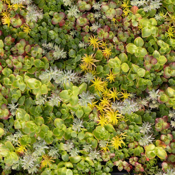 succulent sod SedumSod