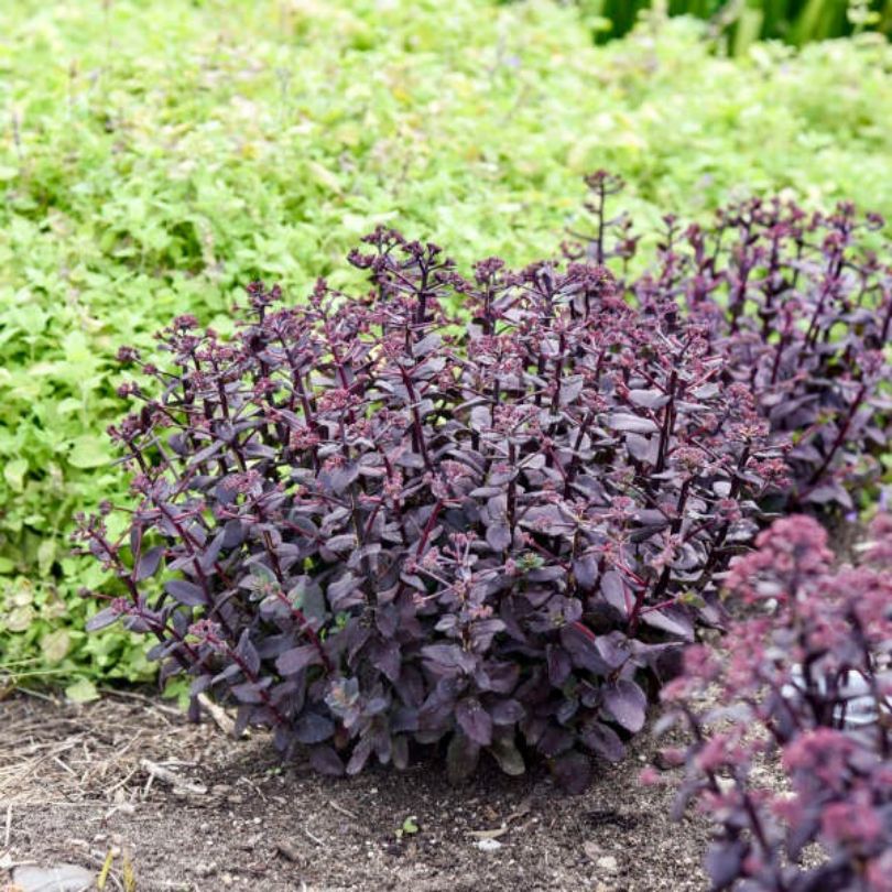Feuillage pourpre du sedum 'Midnight Velvet' de Rock 'N Grow® dans un jardin avec de l'herbe verte.
