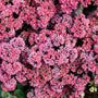 Gros plan de fleurs de Sedum roses sur fond vert flou