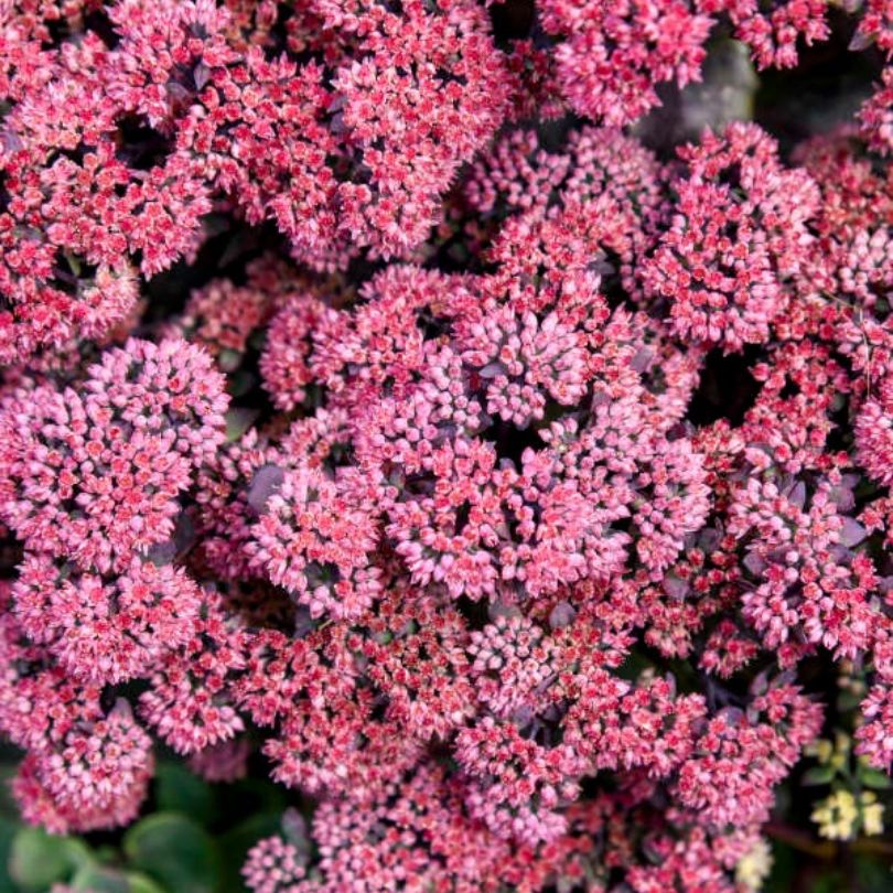 Gros plan de fleurs de Sedum roses sur fond vert flou