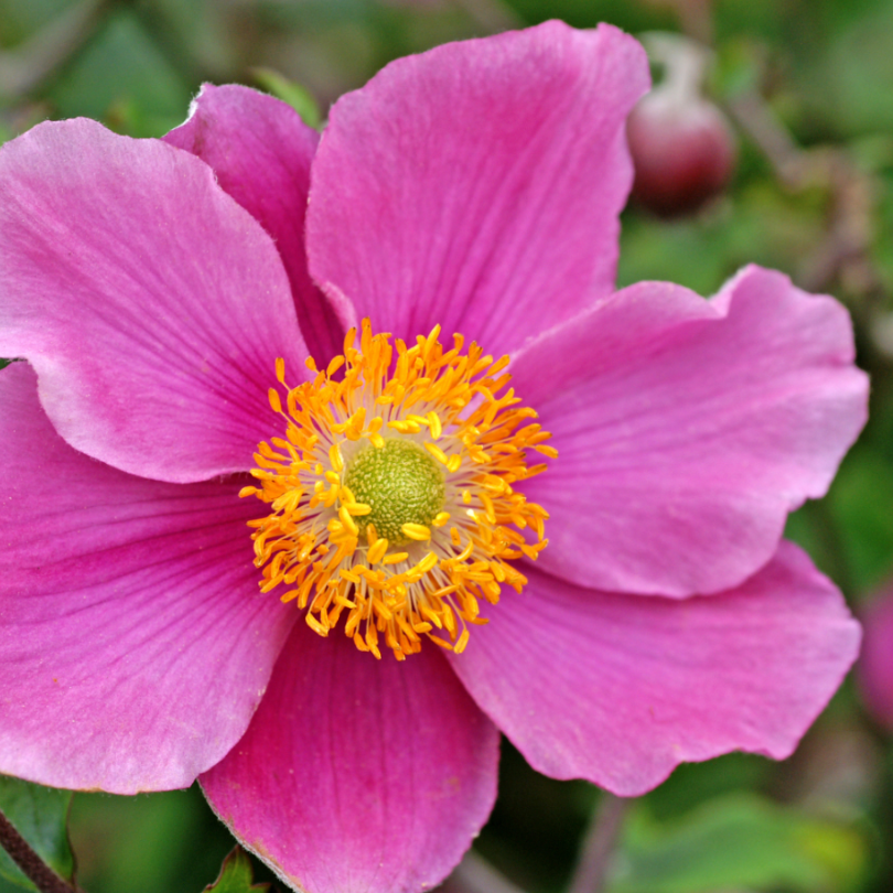 A golden yellow center surrounded by lovely silvery pink petals.