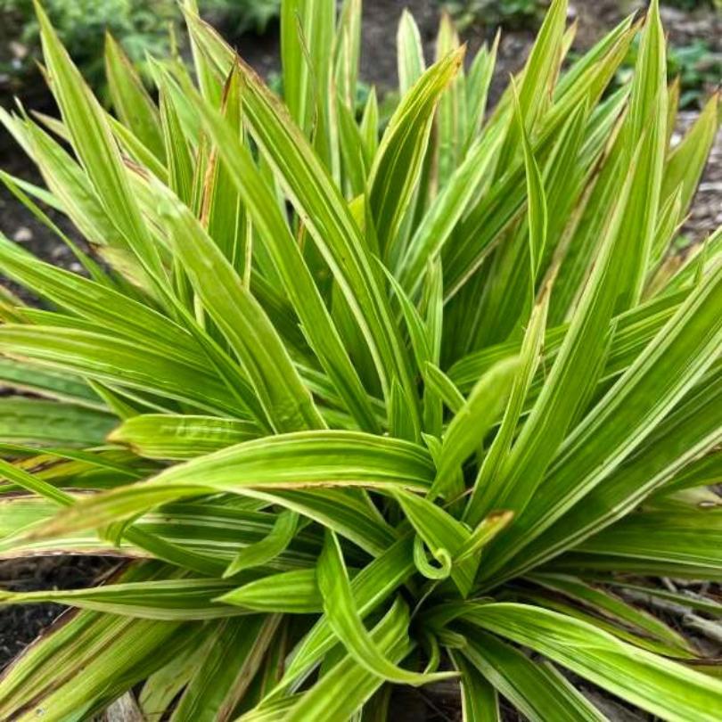 Close-up of ‘Shade Fanfare’ sedge's vibrant green leaves with yellow stripes