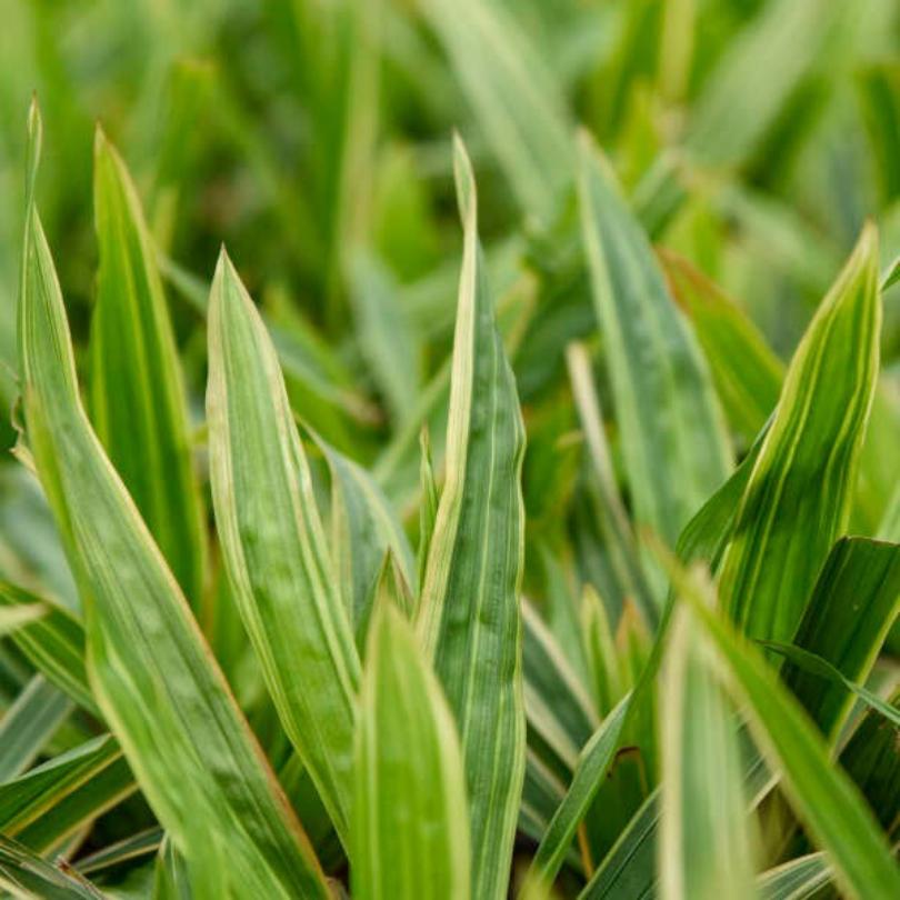 Close-up of ‘Shade Fanfare’ sedge's vibrant green leaves with yellow stripes