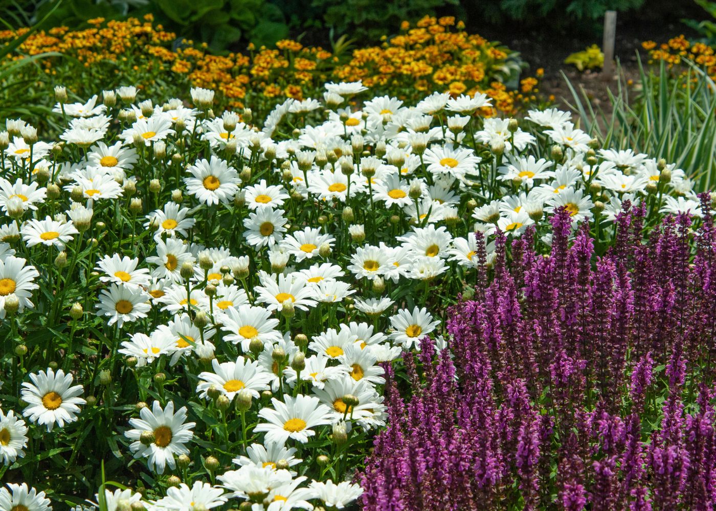 Garden with white shasta daisies and purple salvia flowers