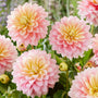 Gros plan sur des fleurs de dahlia 'Sheer Heaven' roses et jaunes avec des feuilles vertes en arrière-plan