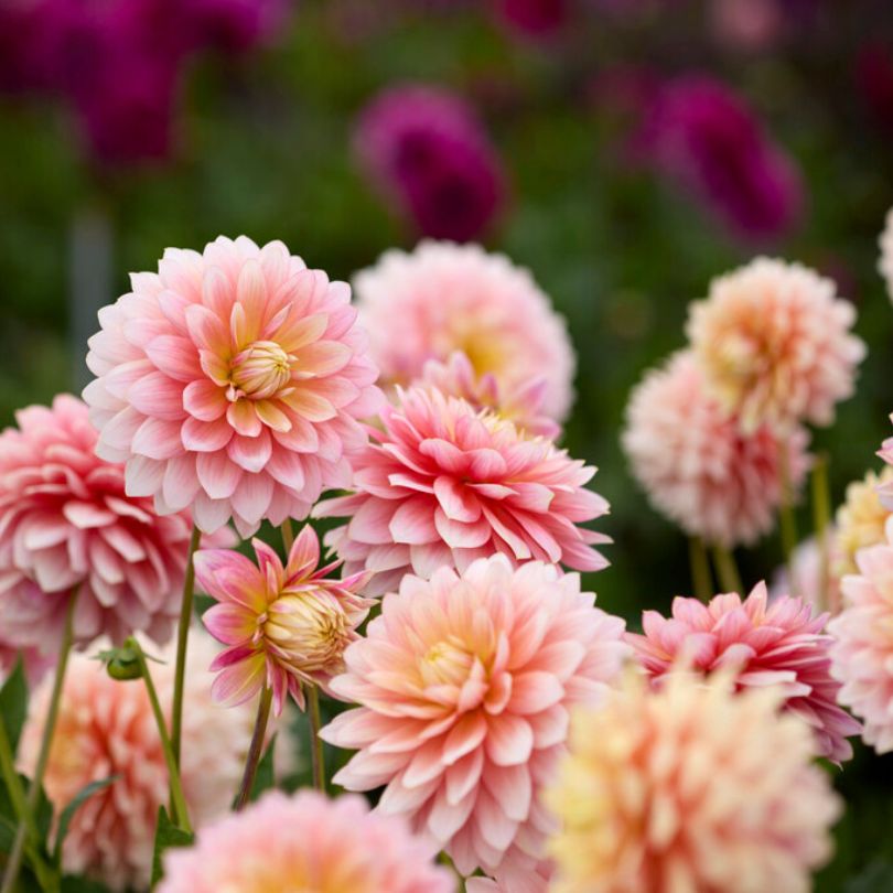 Un champ rempli de dahlias 'Sheer Heaven' aux fleurs roses et orange
