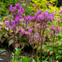 Au printemps, des fleurs rose lilas, ressemblant à un volant de badminton en descente, pendent des tiges.